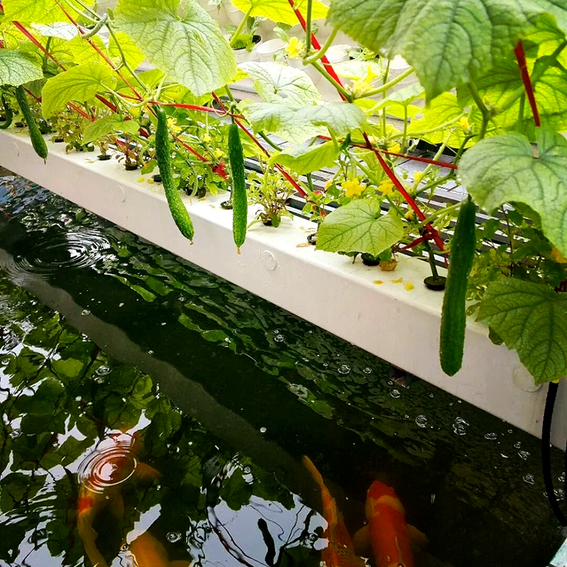 玉林市鱼菜共生鱼菜共生 - 排名